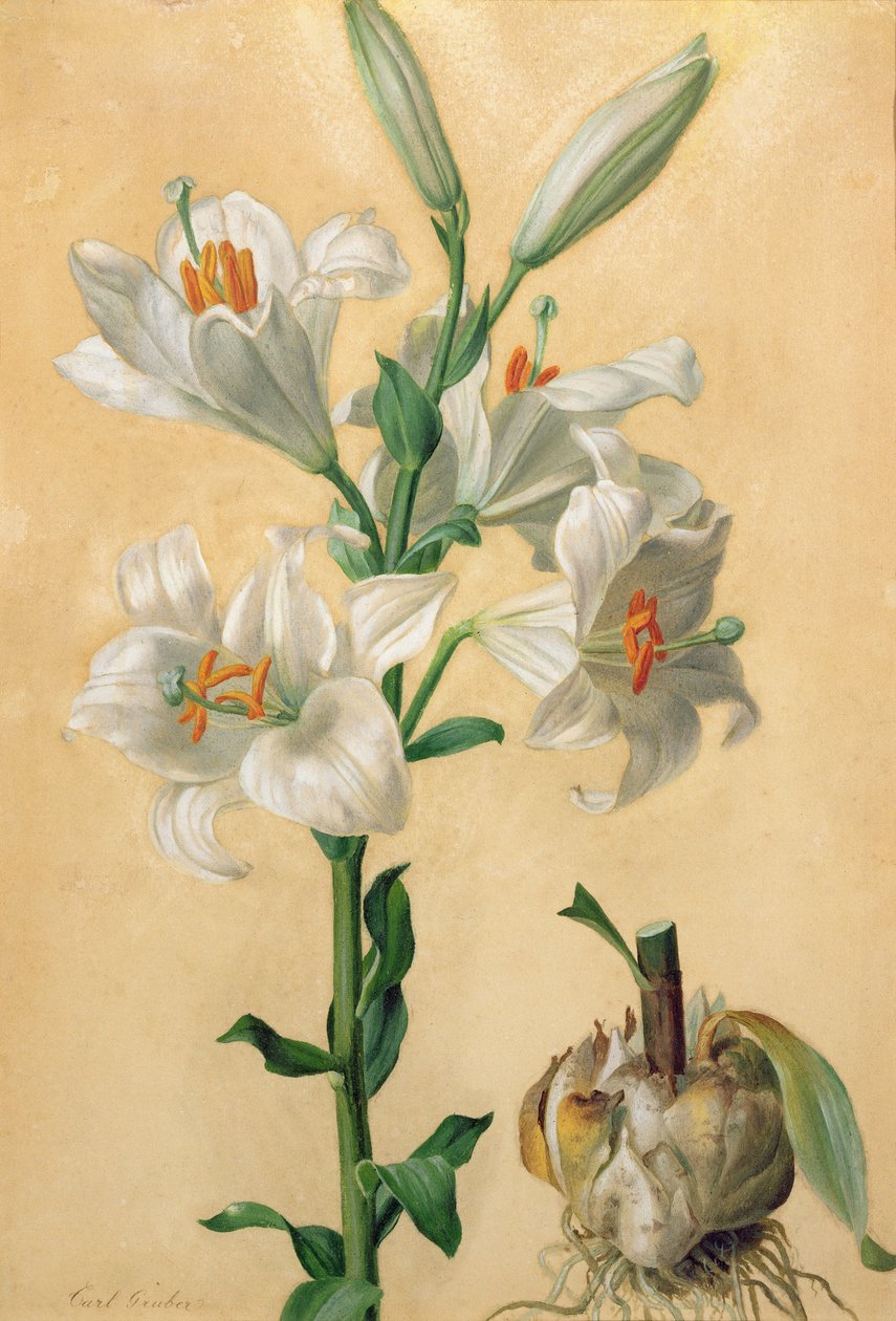 Bílá lilie (Amaryllis Candidum) (kvaš) od Carl Franz Gruber
