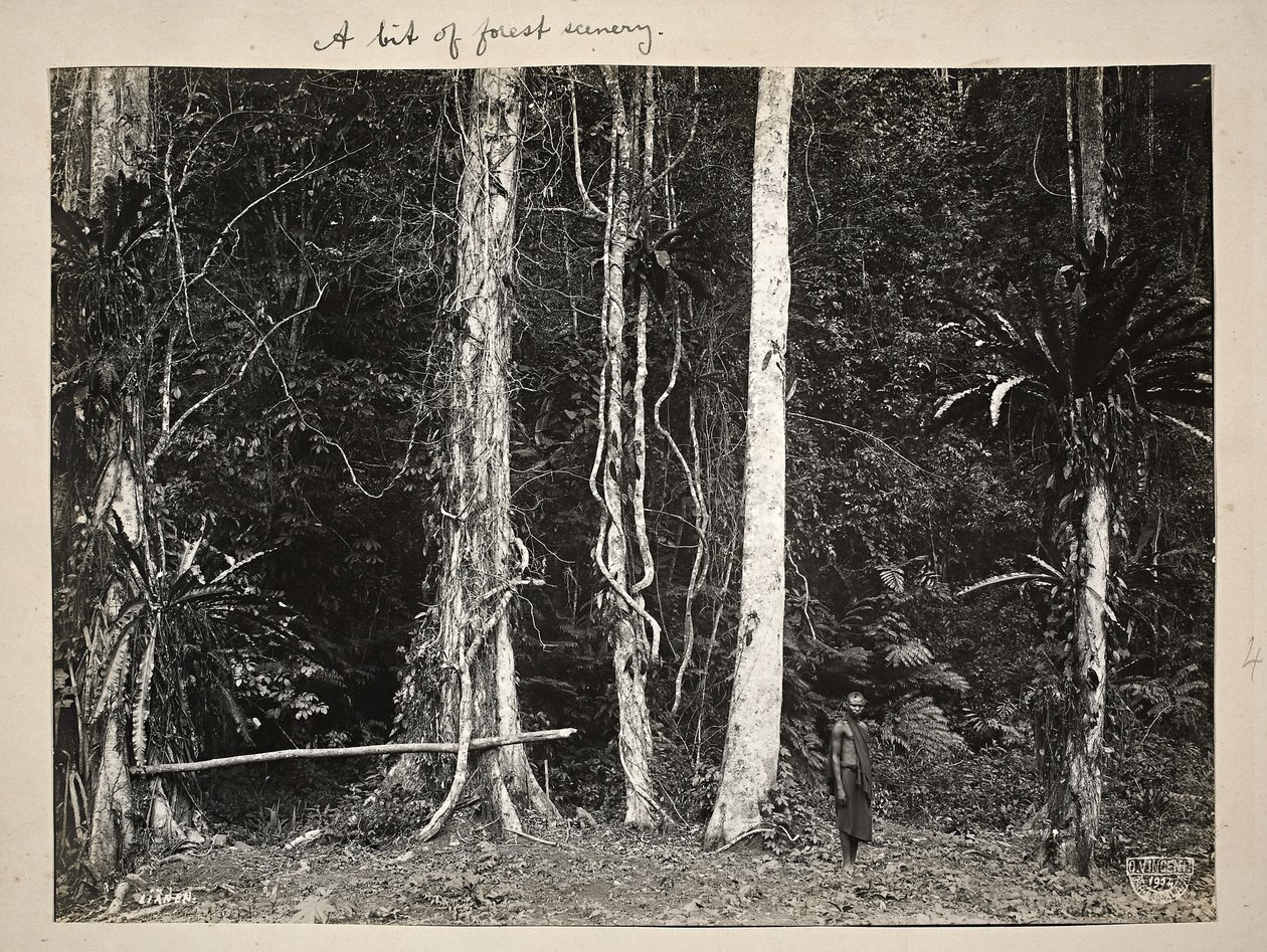 Lianen neboli popínavé rostliny, 1904 (platinový tisk) od Carl Vincenti