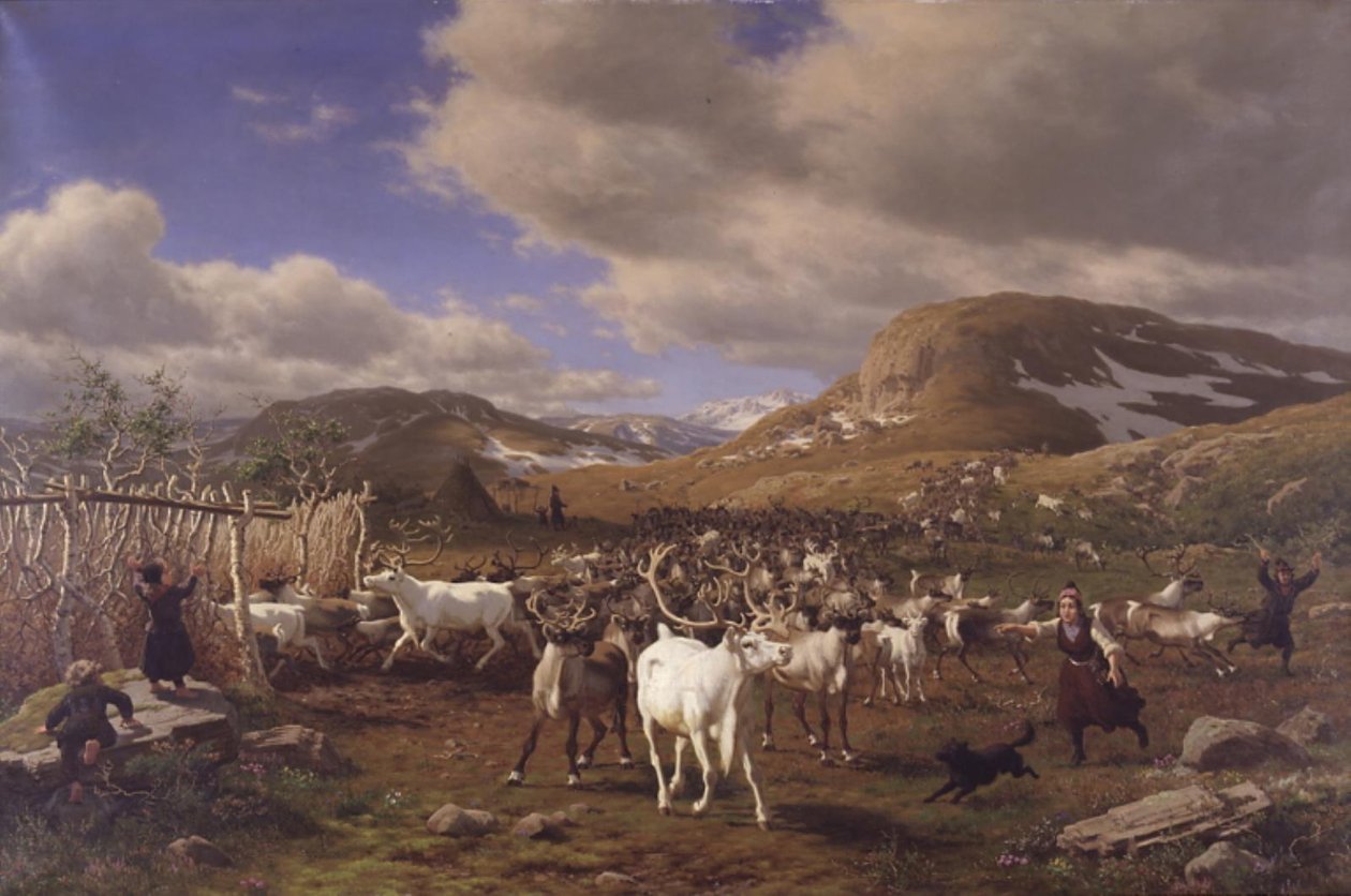 Stádo sobů je zahnáno na dojírnu. Motiv z vysokých hor severně od Røros od Carl Bøgh
