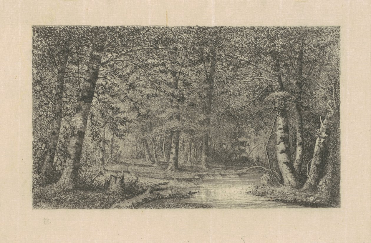 Bukový les od Carl C. Brenner