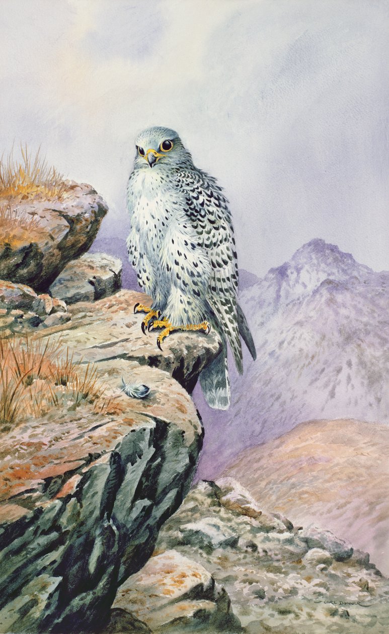 Gyrfalcon od Carl Donner
