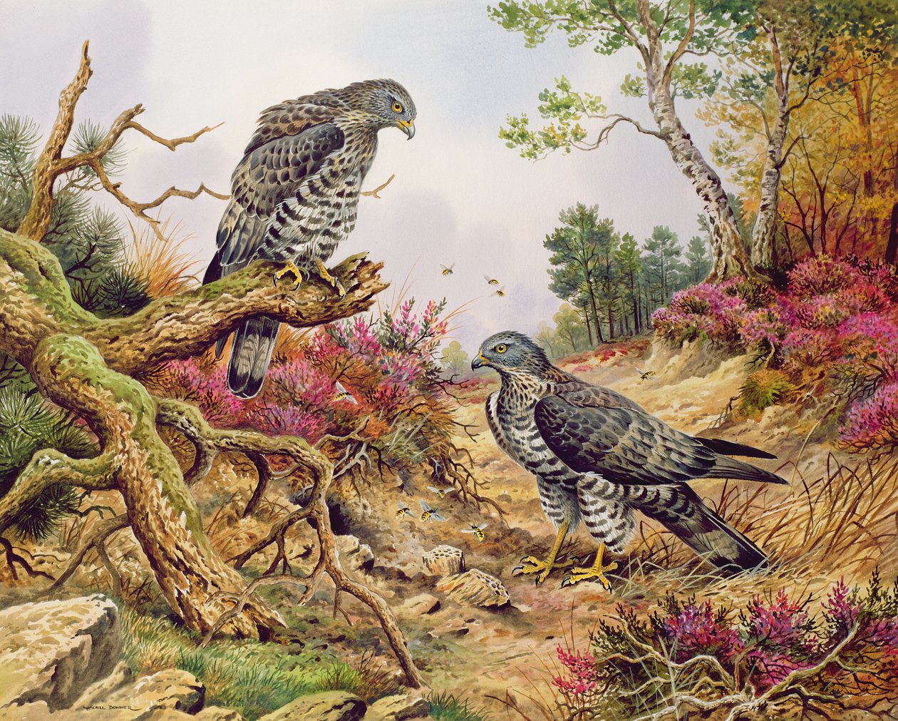 Honey Buzzards od Carl Donner