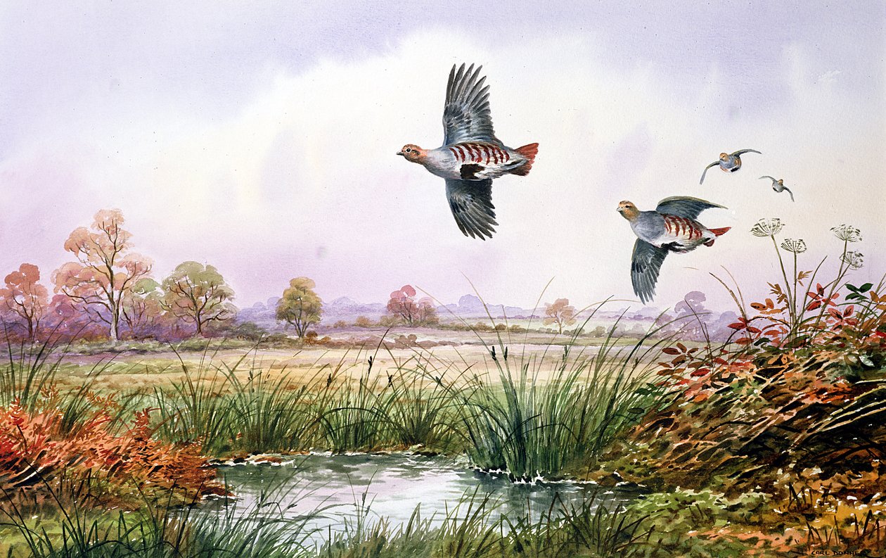 Partridge v letu od Carl Donner