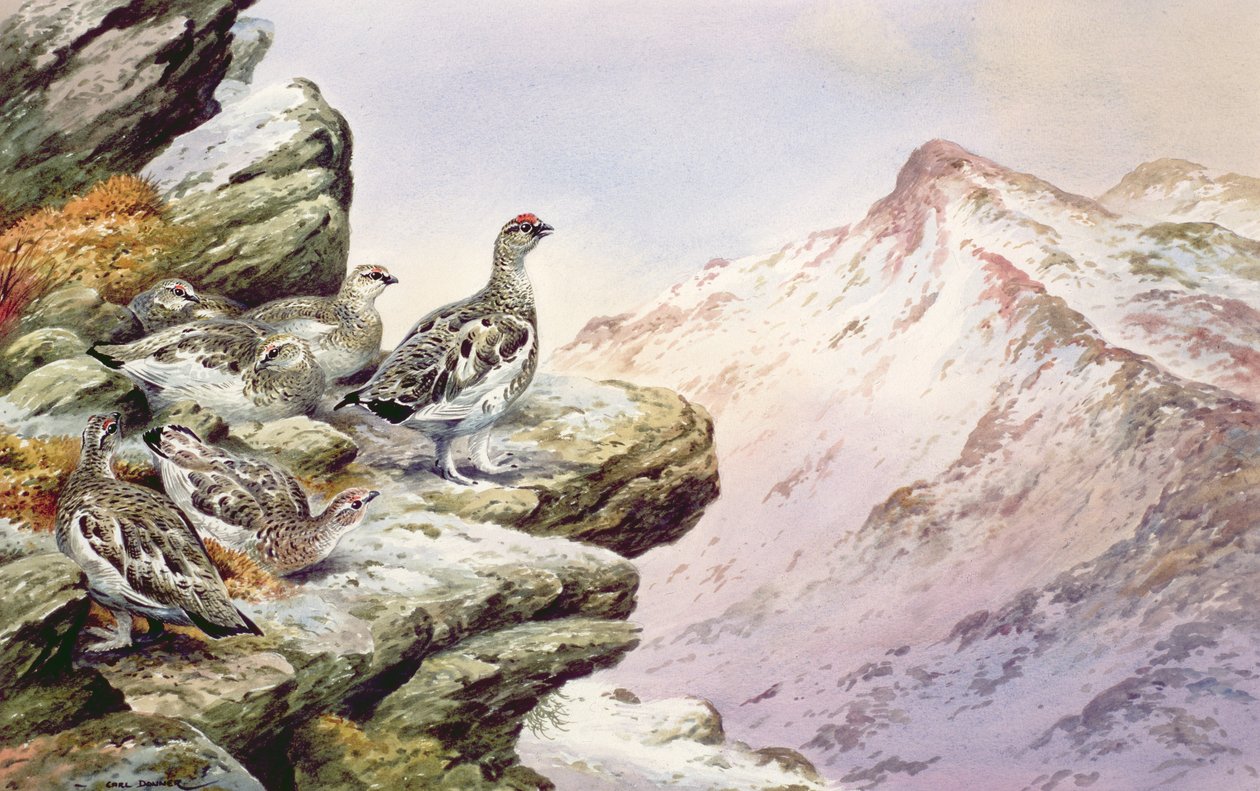 Ptarmigan na vysokých vrcholcích od Carl Donner