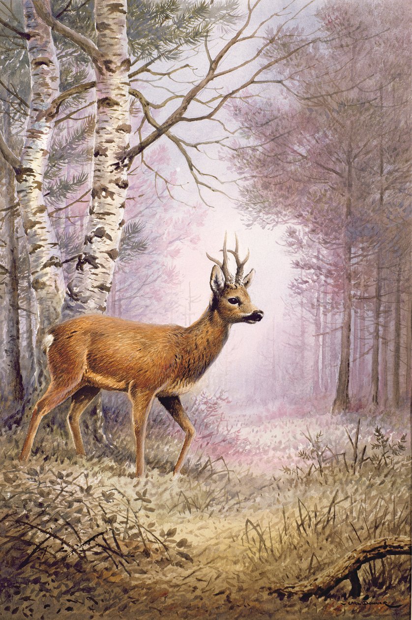 Srnec od Carl Donner