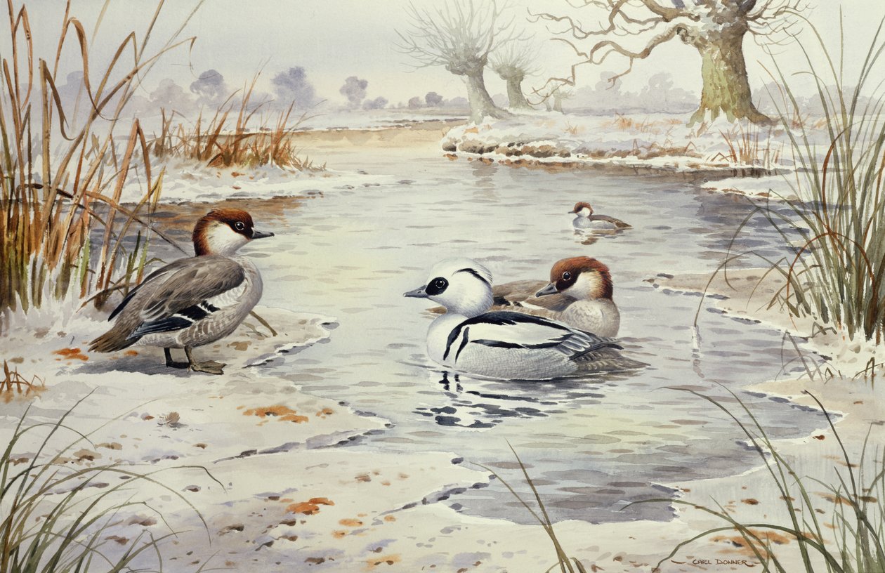 Smew (wc) od Carl Donner