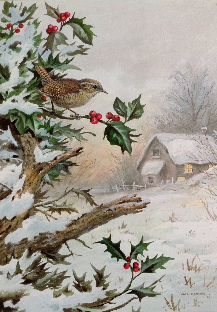 Wren in Hollybush u chaty od Carl Donner