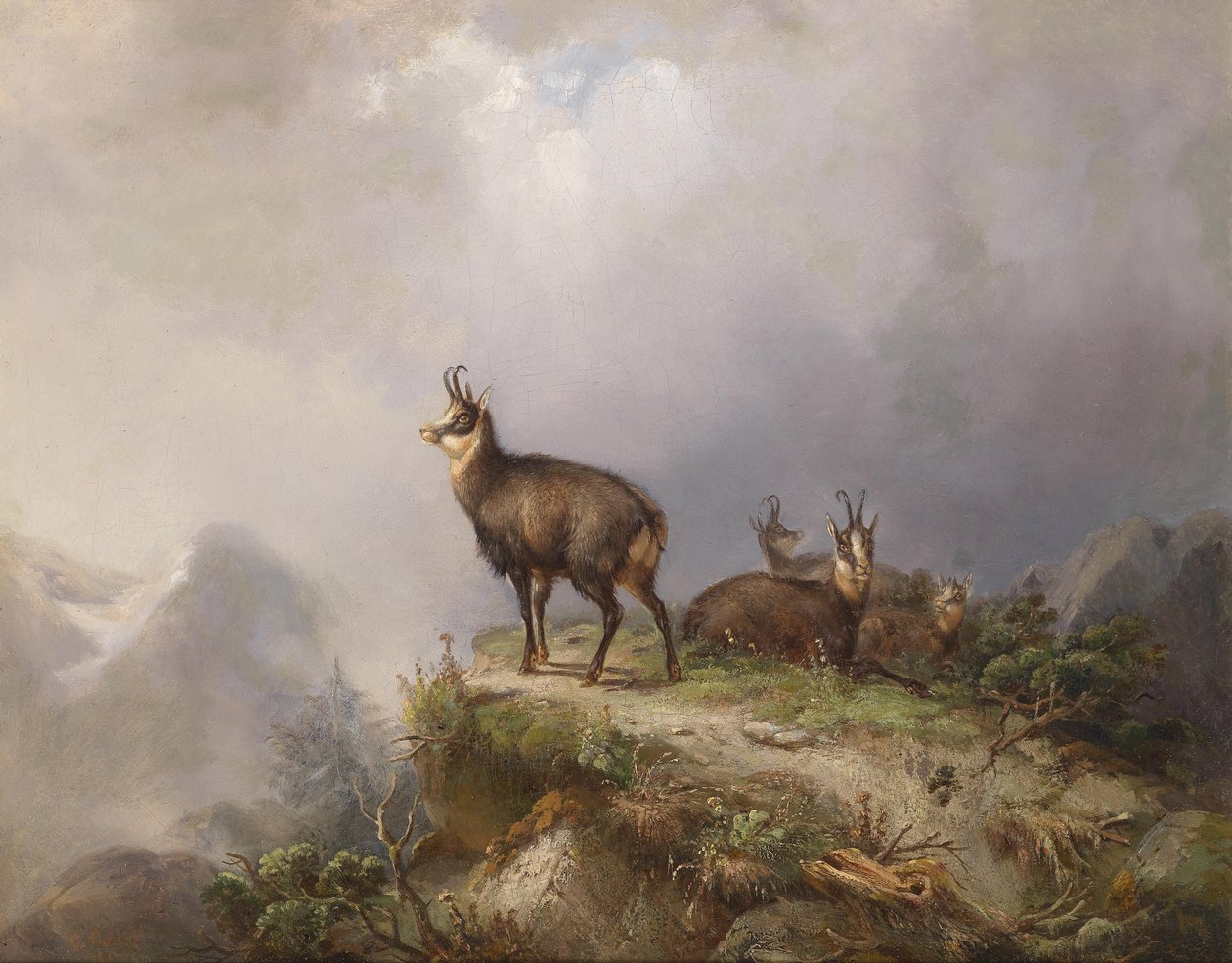 Carl Ockert Chamois od Carl Friedrich Ockert