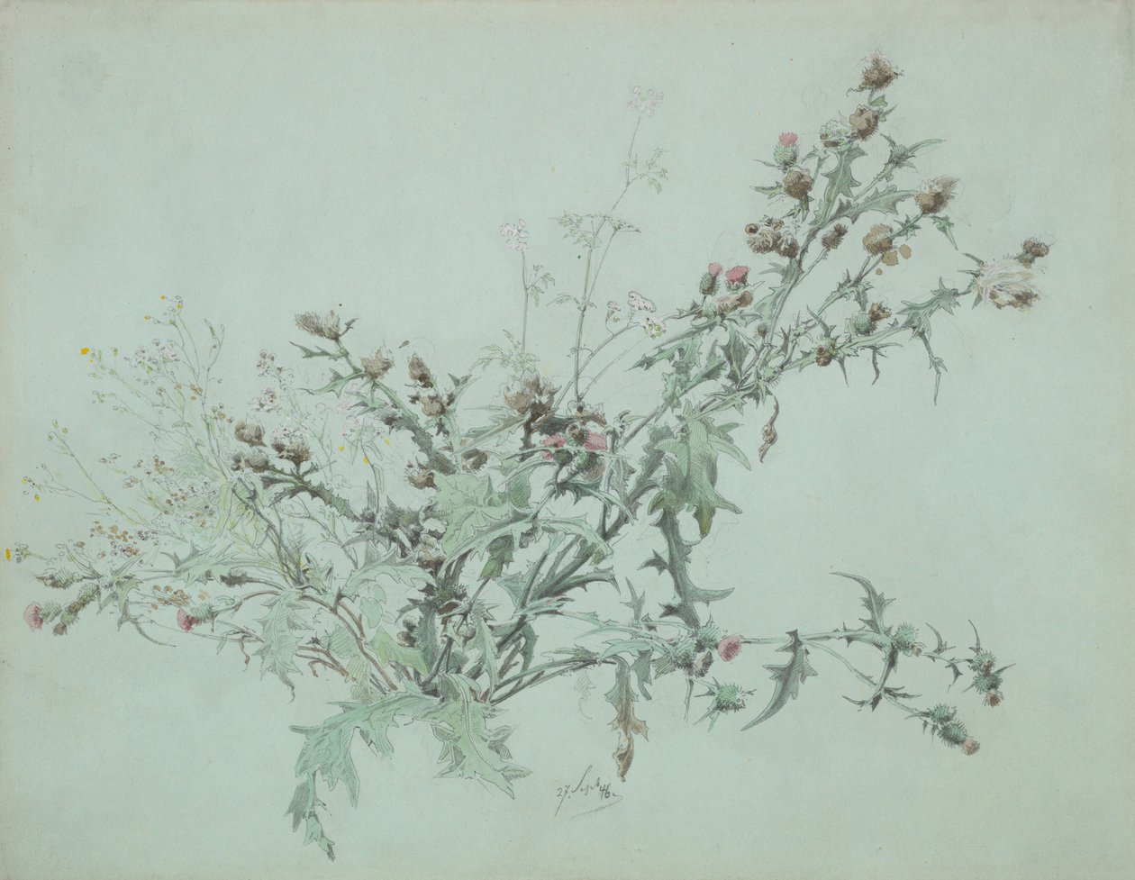 Studie kvetoucího bodláku, 1846. od Carl Georg Anton Graeb
