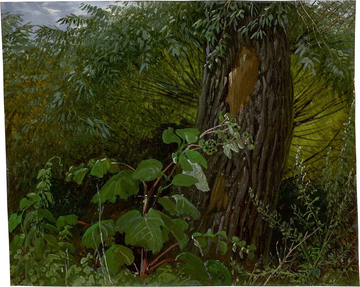 Kmen vrby s podrostem od Carl Gustav Carus