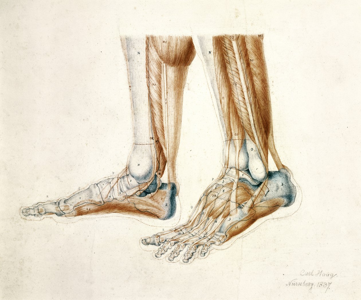 Anatomical Drawing of a Man