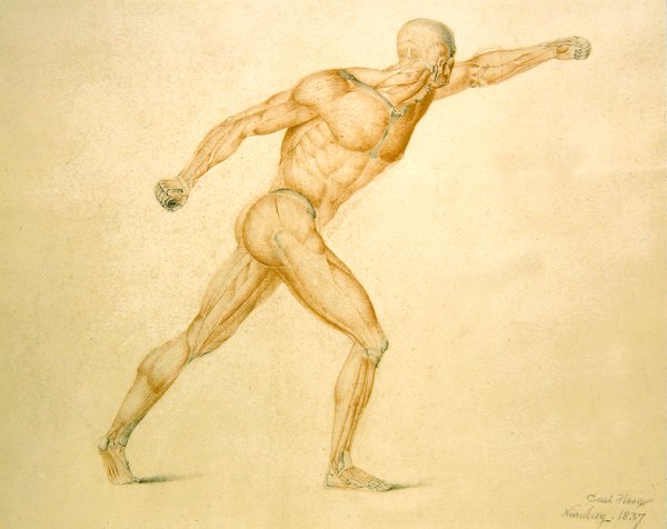 Anatomické svalstvo muže v plném natažení od Carl Haag
