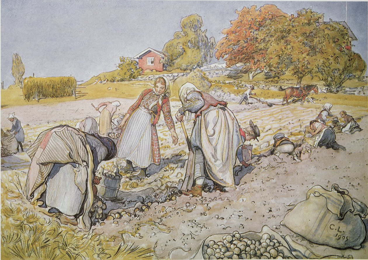 Kopání brambor od Carl Larsson