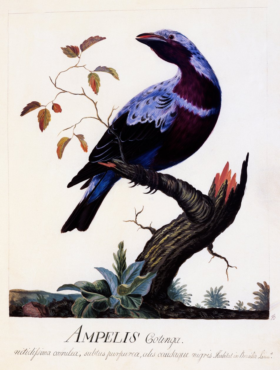 Ampelis cotinga (Cotinga cotinga), Cotinga purpurová, akvarel od Carl Linnaeus