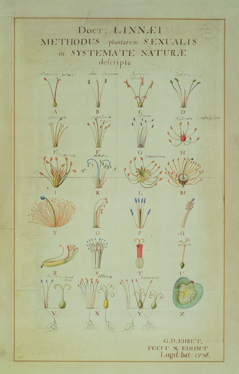 Ilustrace Linneova pohlavního systému rostlin (kolorovaná rytina) od Carl Linnaeus