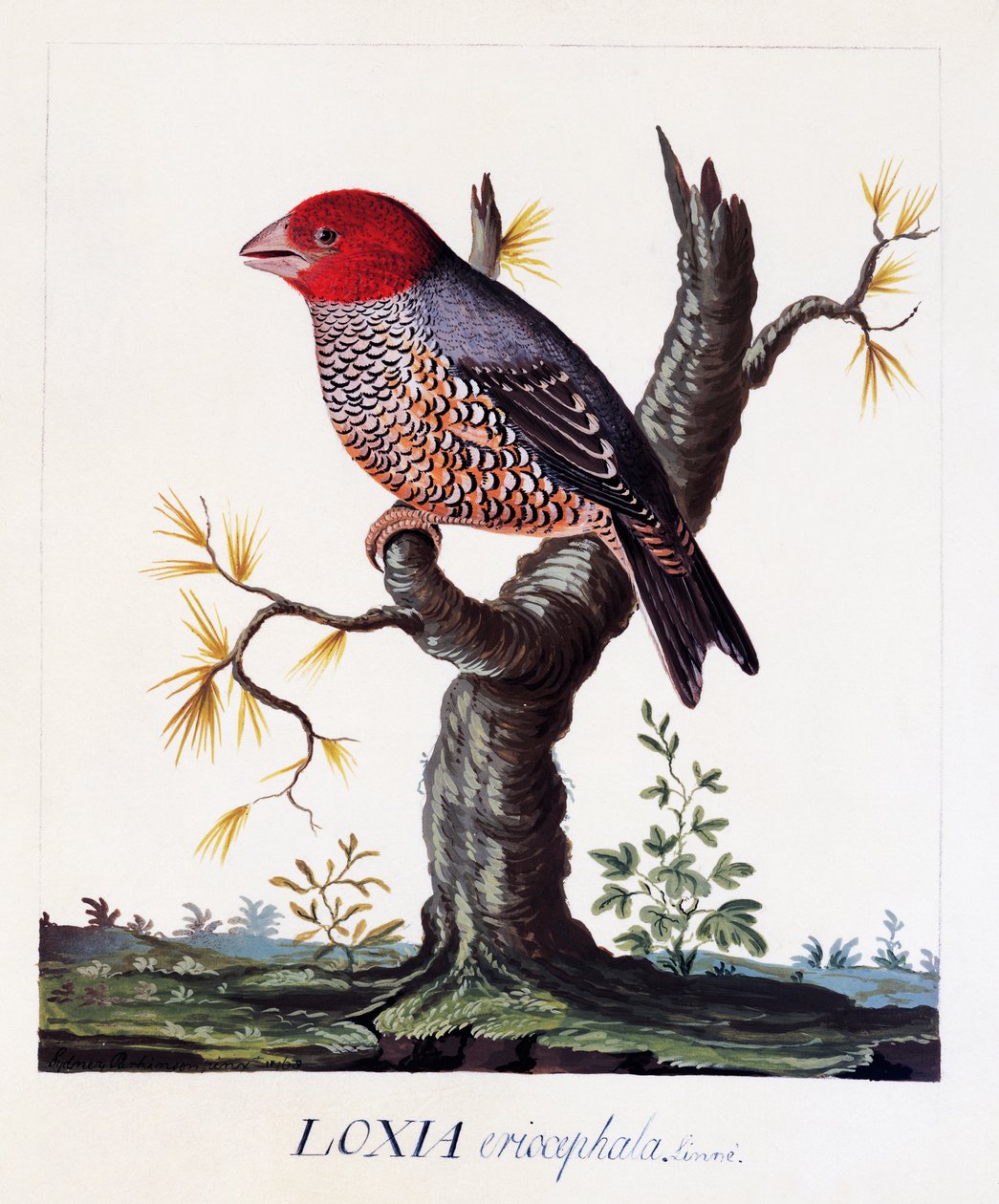 Loxia erythrocephala (Amadina erythrocephala), pěnkava rudohlavá, akvarel od Carl Linnaeus