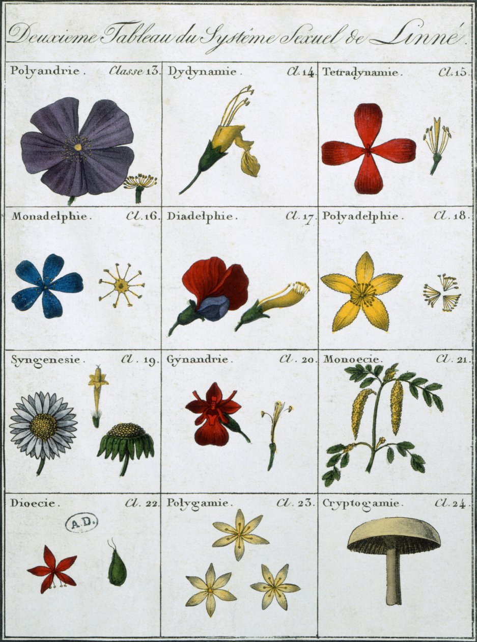 Druhá tabulka pohlavního systému rostlin Linnean od Carl Linnaeus