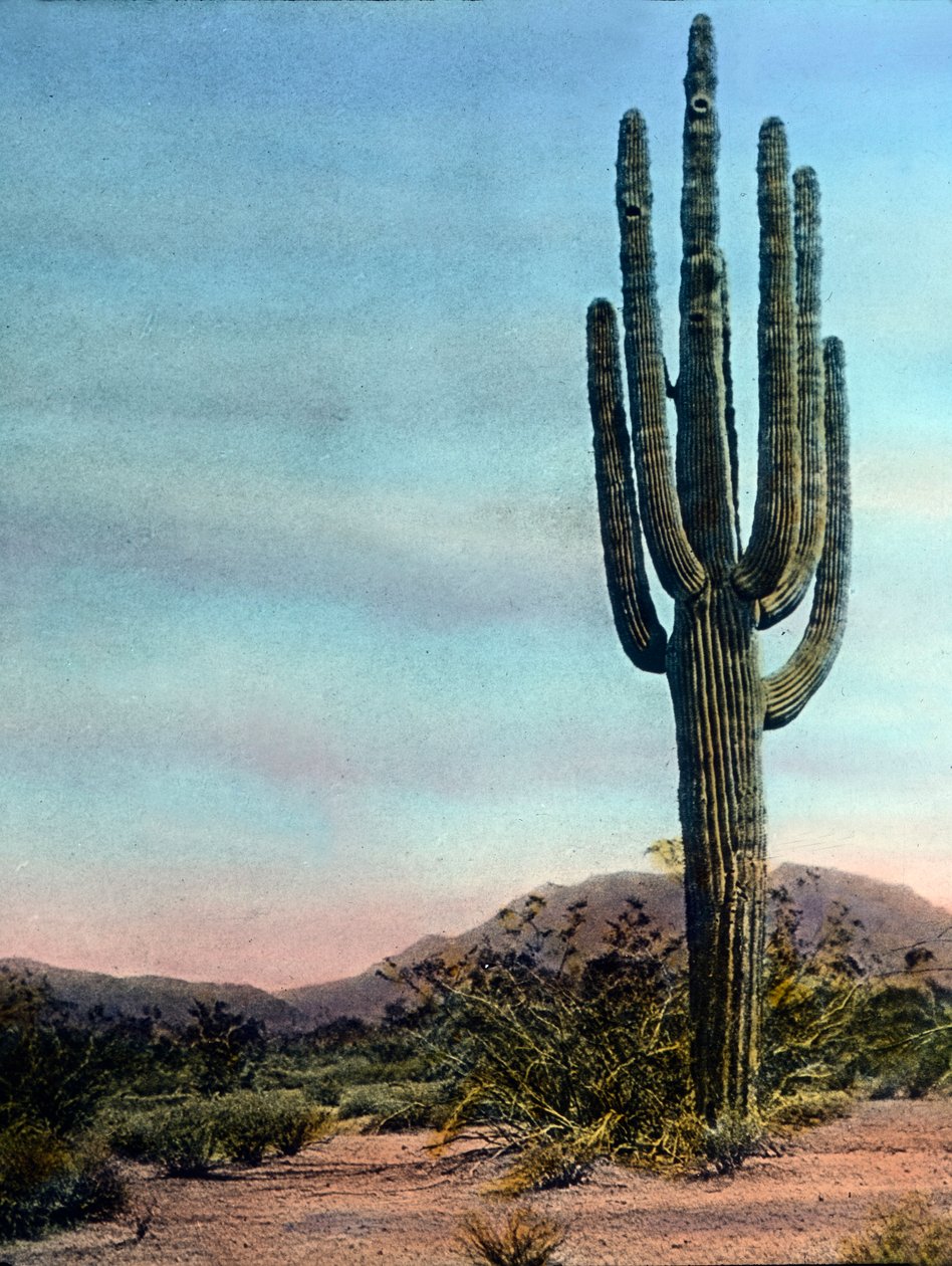 Spojené státy americké, Arizona, Giant Cactus in the Sonora desert, datum pořízení snímku: kolem roku 1920. Archiv Carla Simona od Carl Simon