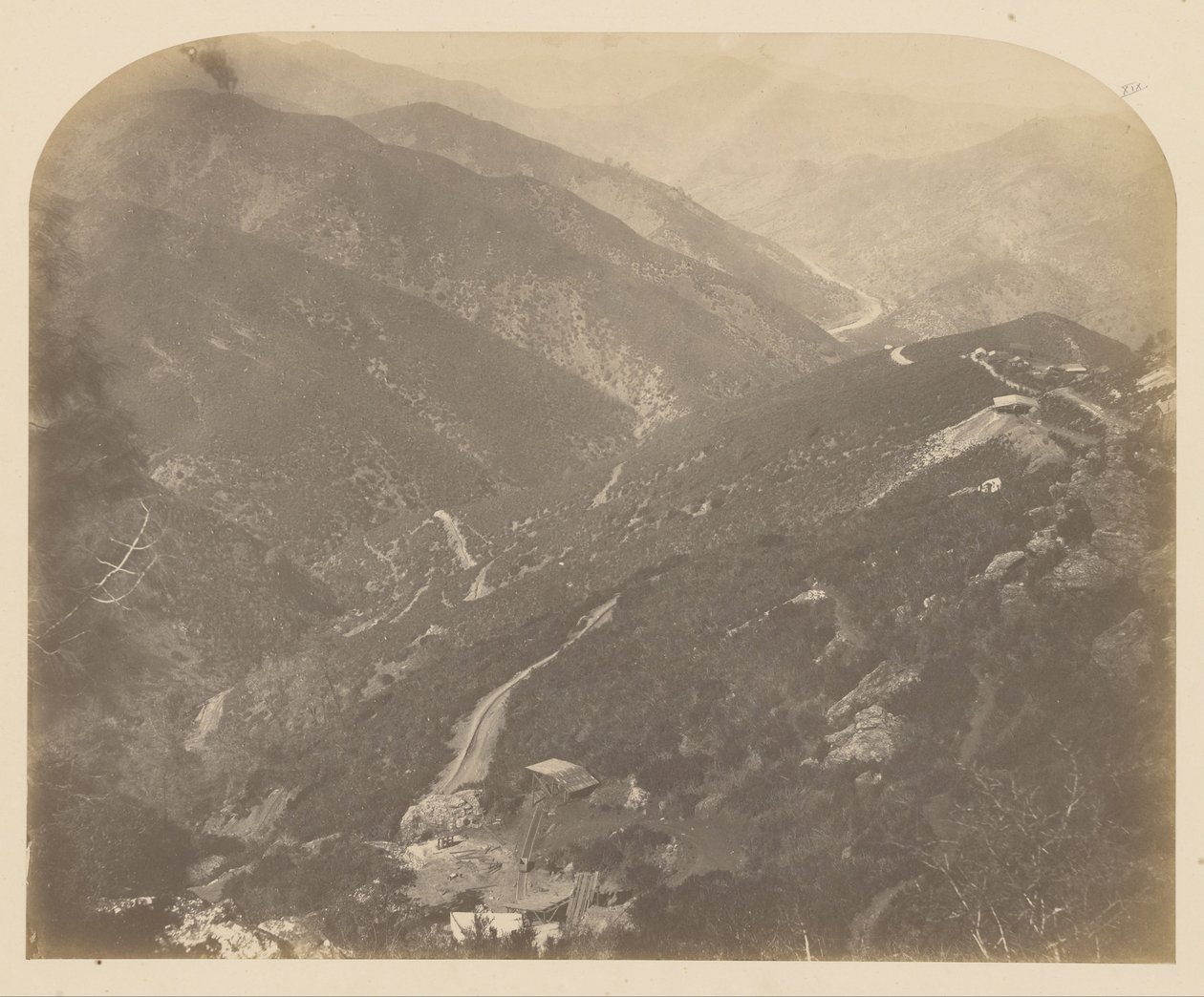 (Josephine a Pine Tree) od Carleton E. Watkins