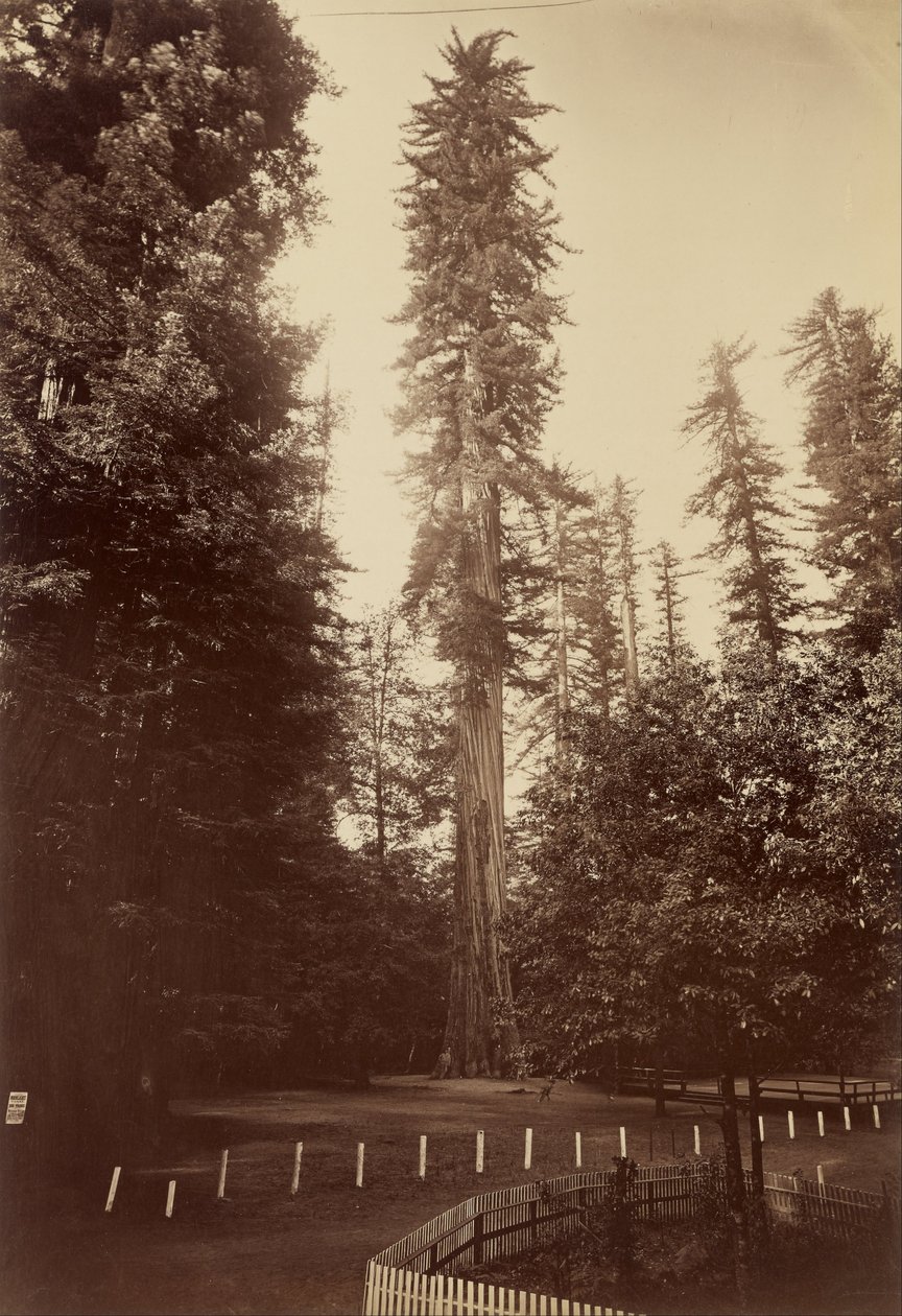 Obří sekvoje, Santa Cruz od Carleton E. Watkins