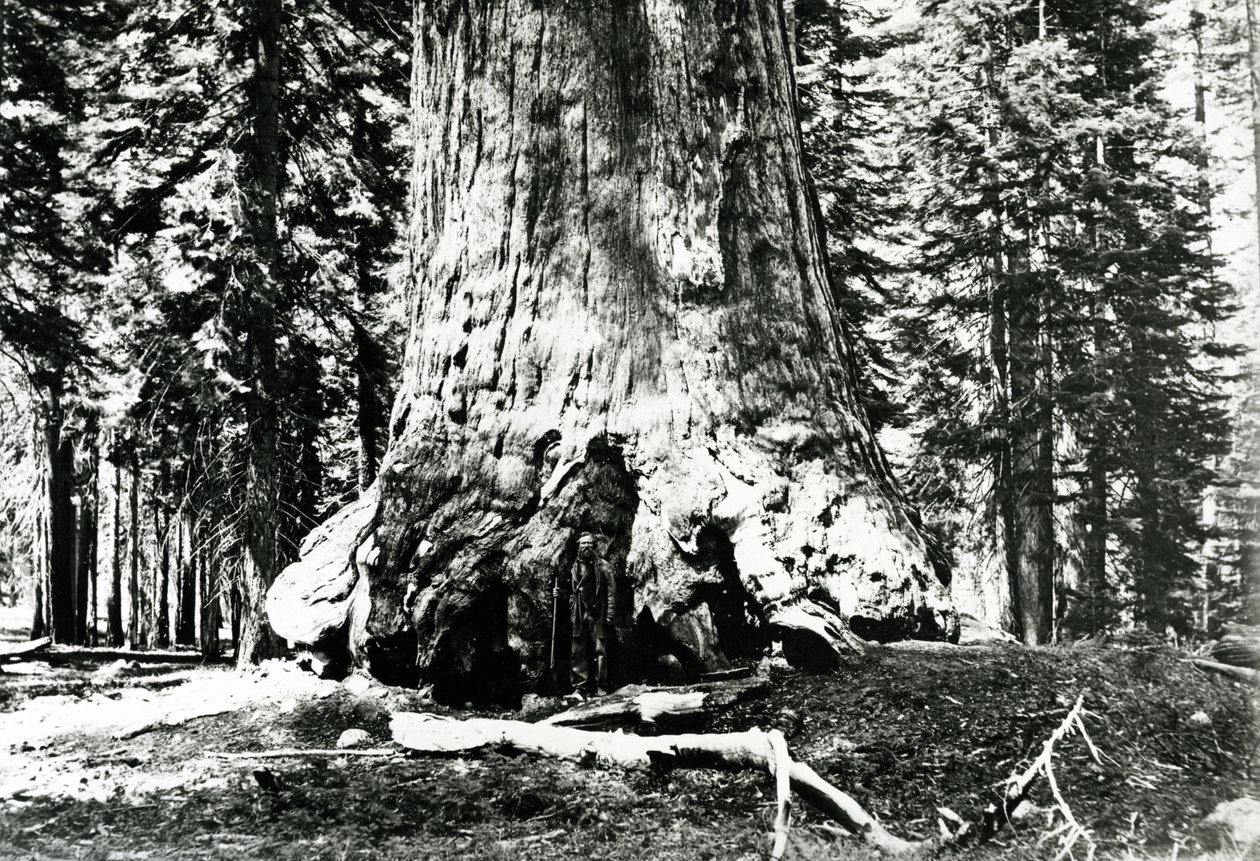 Základna Grizzly Giant, cca 1860s od Carleton E. Watkins