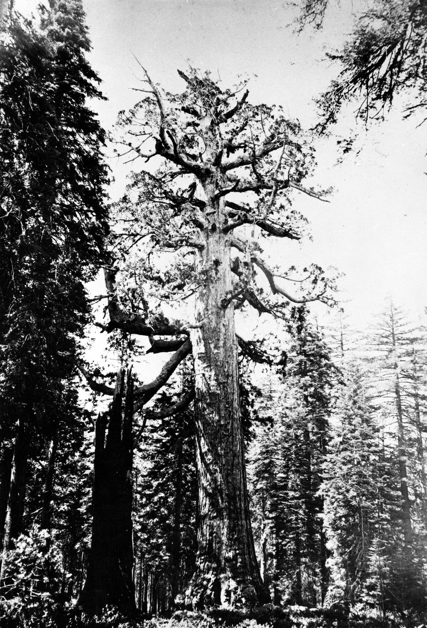 Grizzly Giant, c.1860 od Carleton E. Watkins