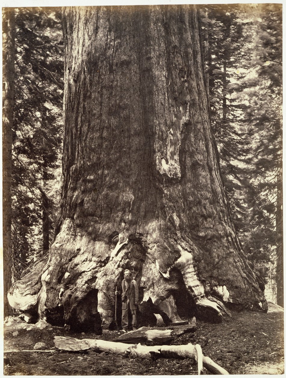 Úpatí obří hory Grizzly, z knihy The Yosemite Book: Popis Yosemitského údolí a přilehlých oblastí Sierry Nevady a velkých kalifornských stromů, Josiah Dwight Whitney (1819). od Carleton E. Watkins