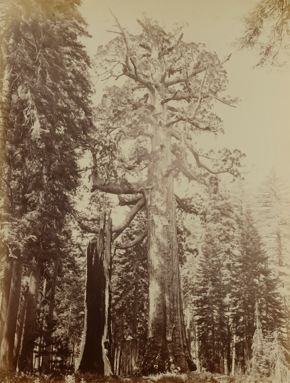 Grizzly Giant, háj Mariposa Grove od Carleton E. Watkins