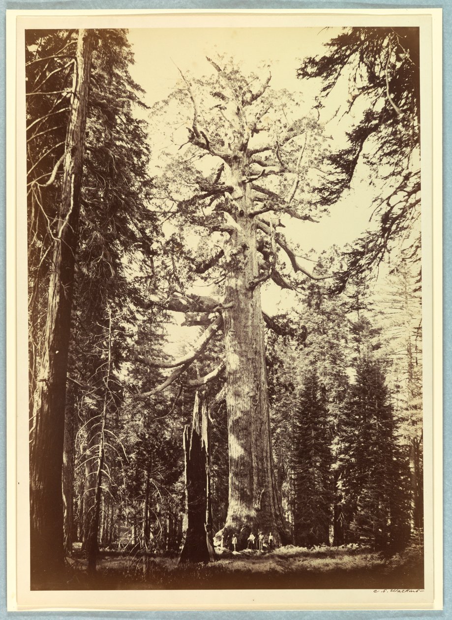 Grizzly Giant, Mariposa Grove, Yosemite od Carleton E. Watkins