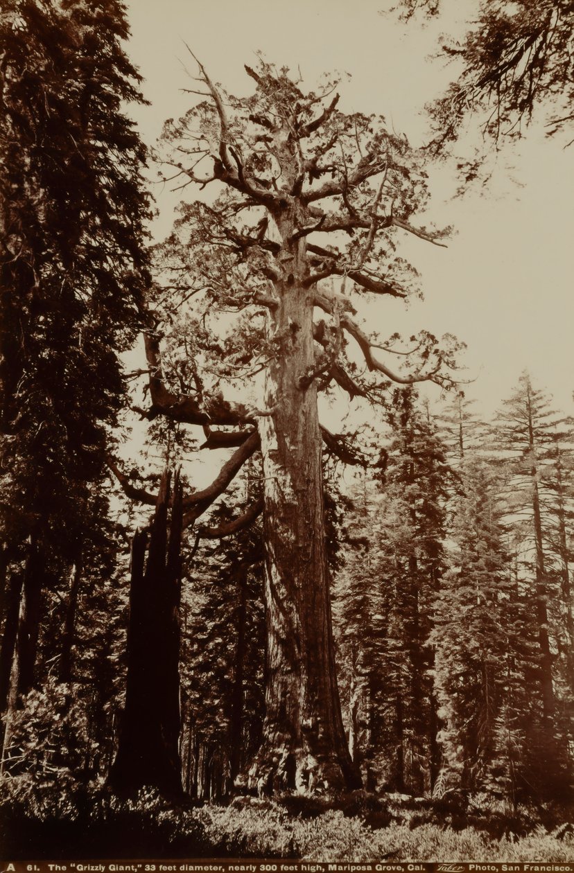 Obr Grizzly, háj Mariposa, Yosemity, Kalifornie od Carleton E. Watkins