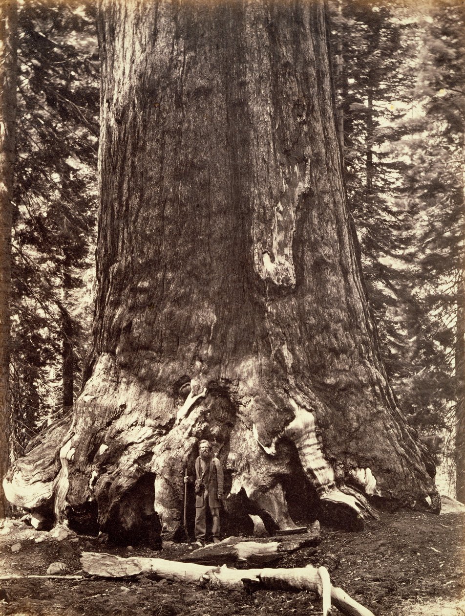 Základna Grizzly Giant, strom Sequoia Giant, Yosemite, Kalifornie, 1868 od Carleton Emmons Watkins