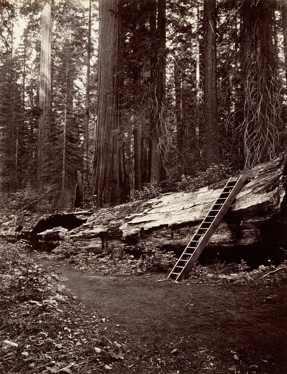 Otec lesa, 1865-66, tisk ca. 1876. od Carleton Emmons Watkins