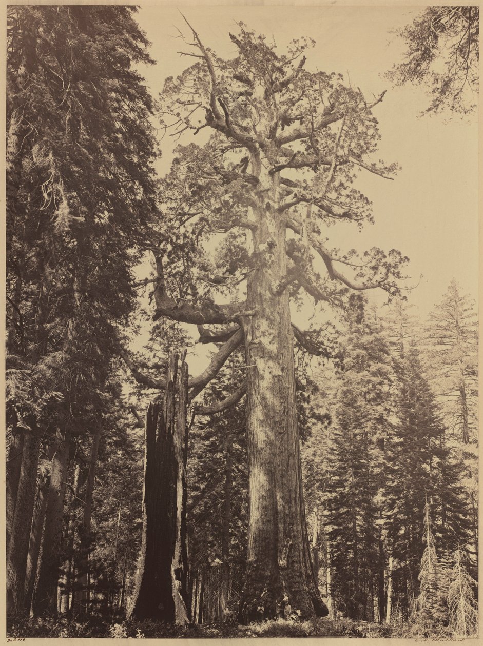 Grizzly Giant, Mariposa Grove,1861 (foto) od Carleton Emmons Watkins