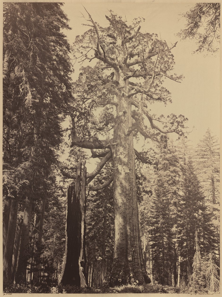 Grizzly Giant, Mariposa Grove, 1861. od Carleton Emmons Watkins