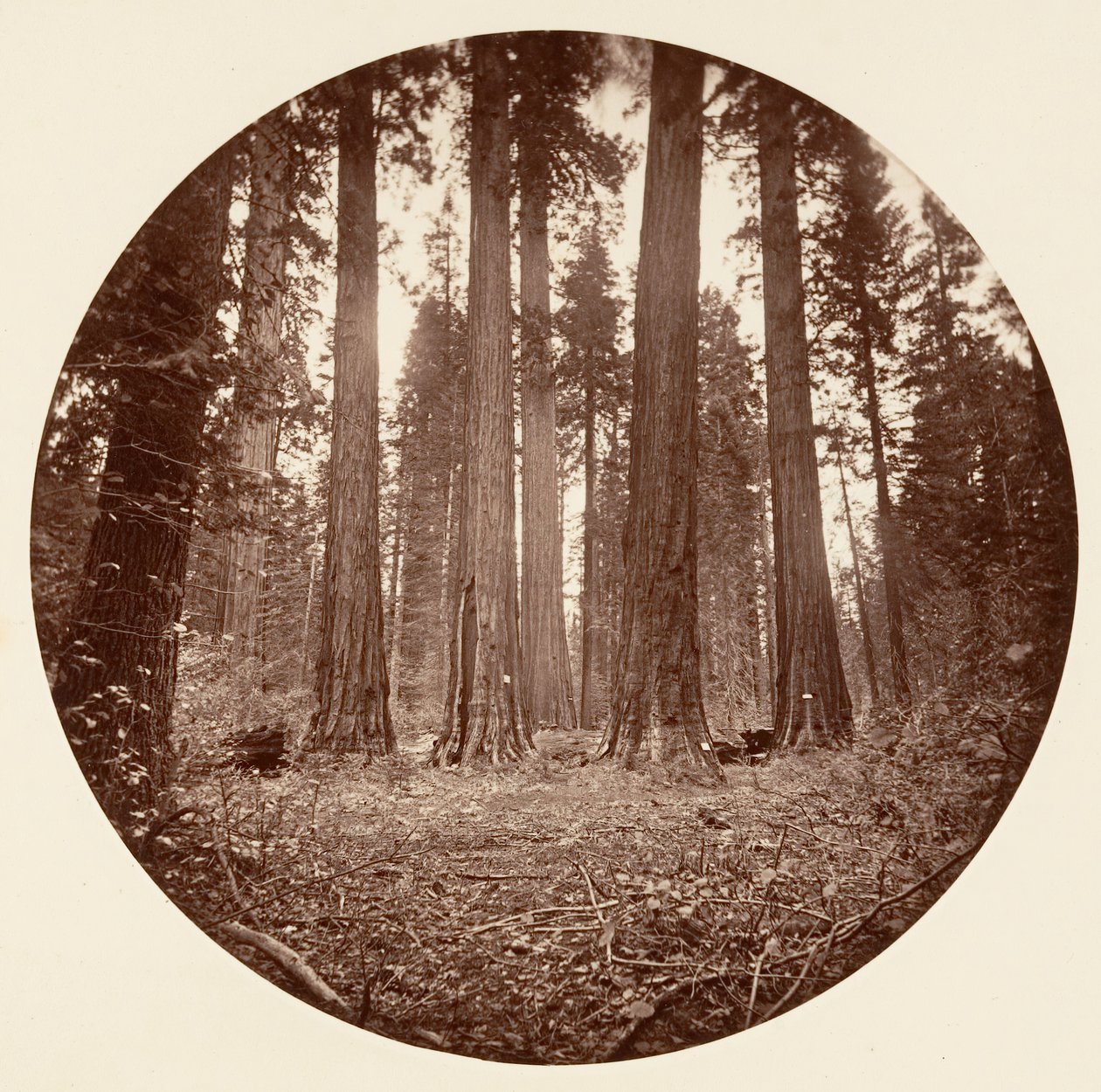 James King of William. Keyston State atd. Calaveras Grove, ca. 1878. od Carleton Emmons Watkins