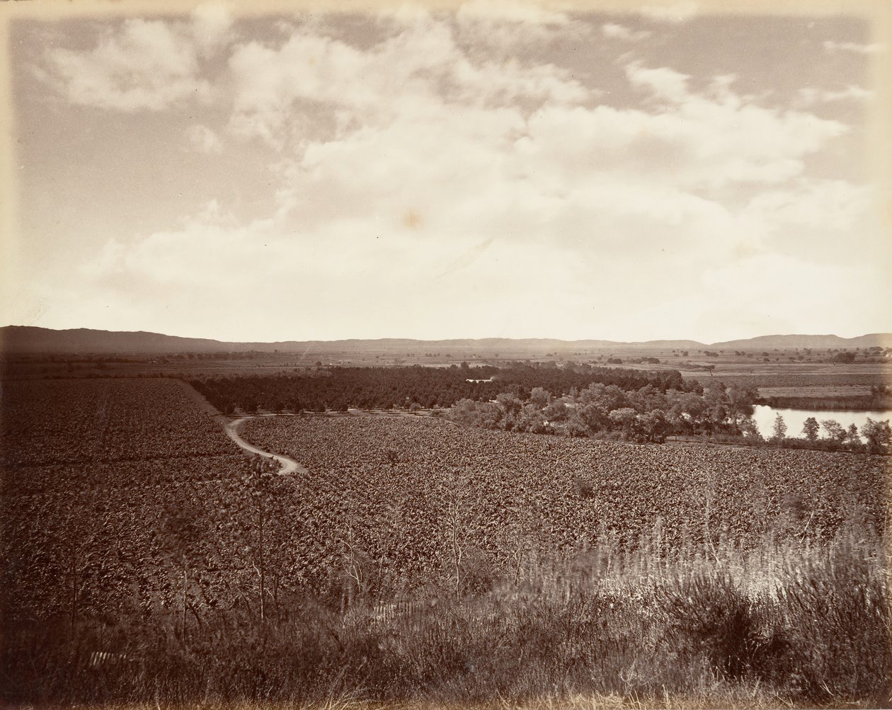Lake Vineyard a Orange Grove, Los Angeles, 1876, vytištěno ca. 1876. od Carleton Emmons Watkins