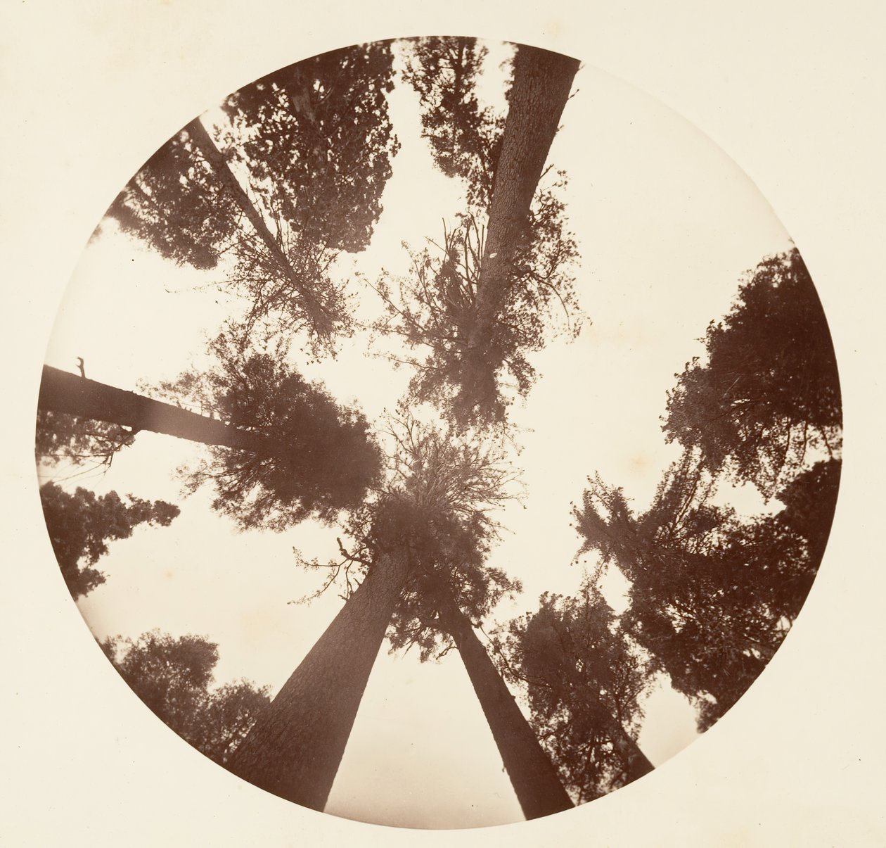 Vyhledávání mezi cukrovými borovicemi - Calaveras Grove, ca. 1878. od Carleton Emmons Watkins