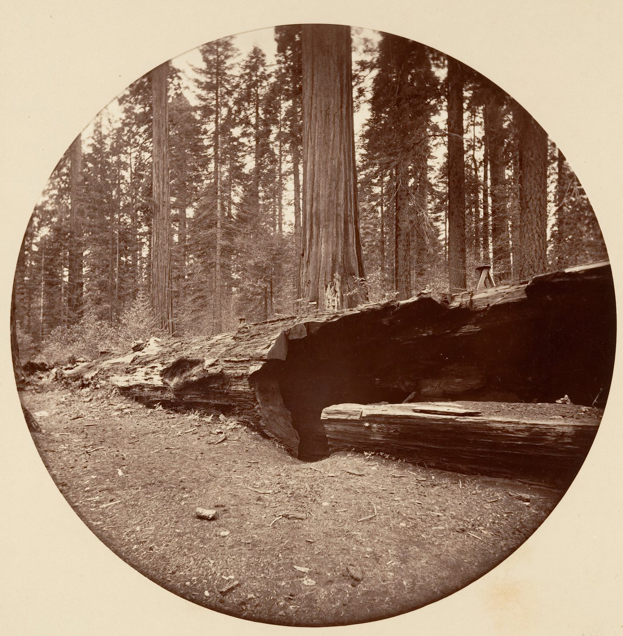 Mammoth Three Grove Hotel Calaveras Co Cal., ca. 1878. od Carleton Emmons Watkins