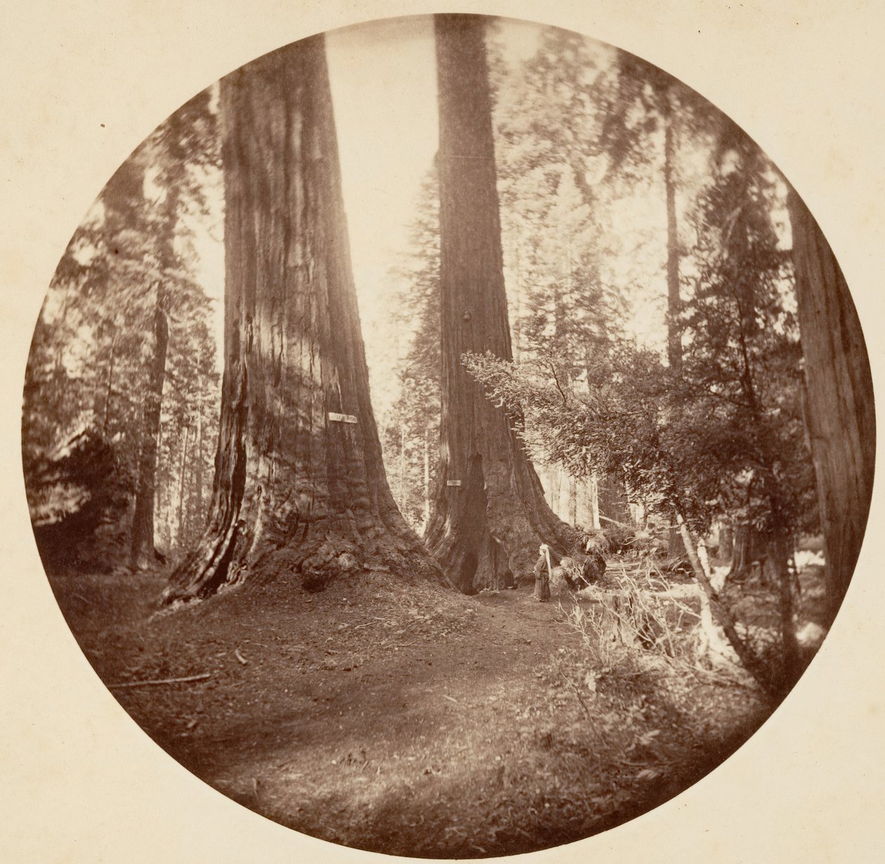 Old Dominion a Taverna strýčka Toma. Calaveras Grove, ca. 1878. od Carleton Emmons Watkins