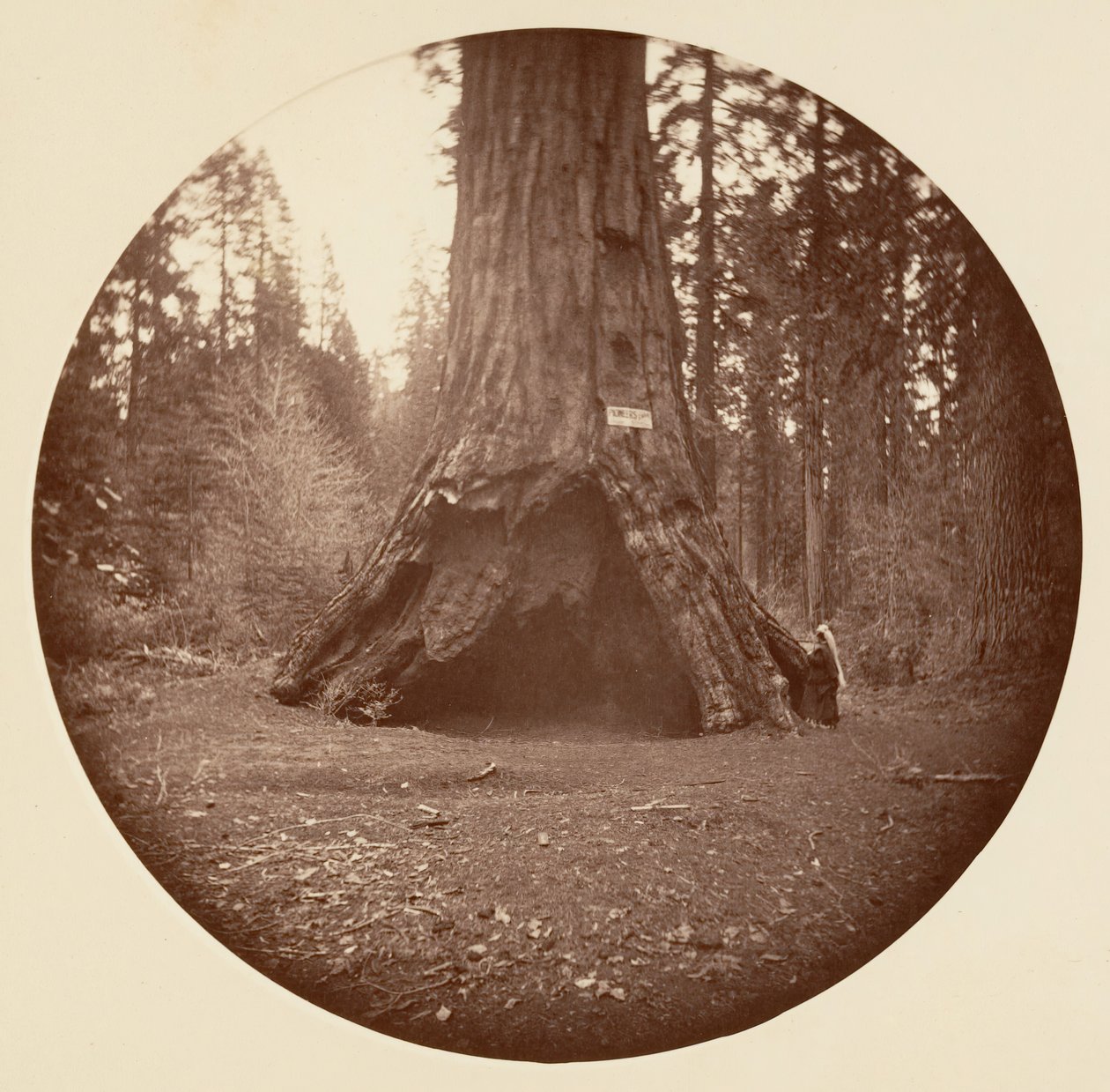 Kajuta Pioneers - Calaveras Grove, ca. 1878. od Carleton Emmons Watkins