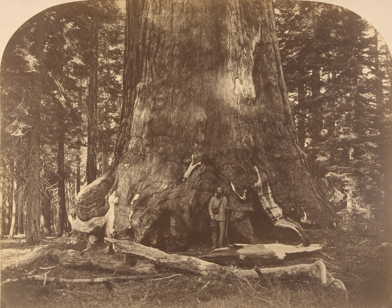 Sekce Grisly Giant, Mariposa Grove, 1861. od Carleton Emmons Watkins