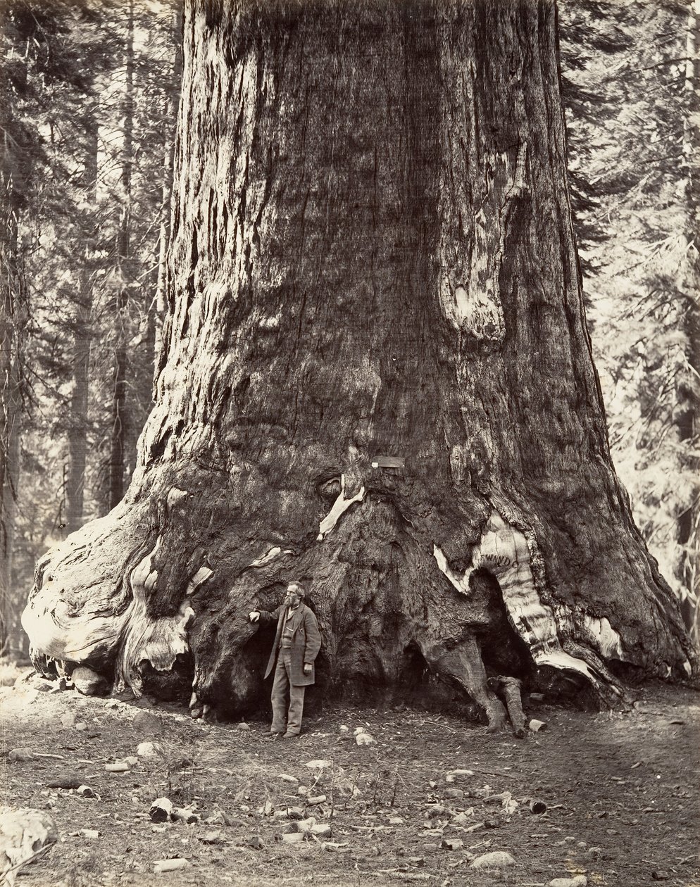 Sekce obra Grizzly, obvod 101 stop, 1865-66, vytištěno ca. 1876. od Carleton Emmons Watkins