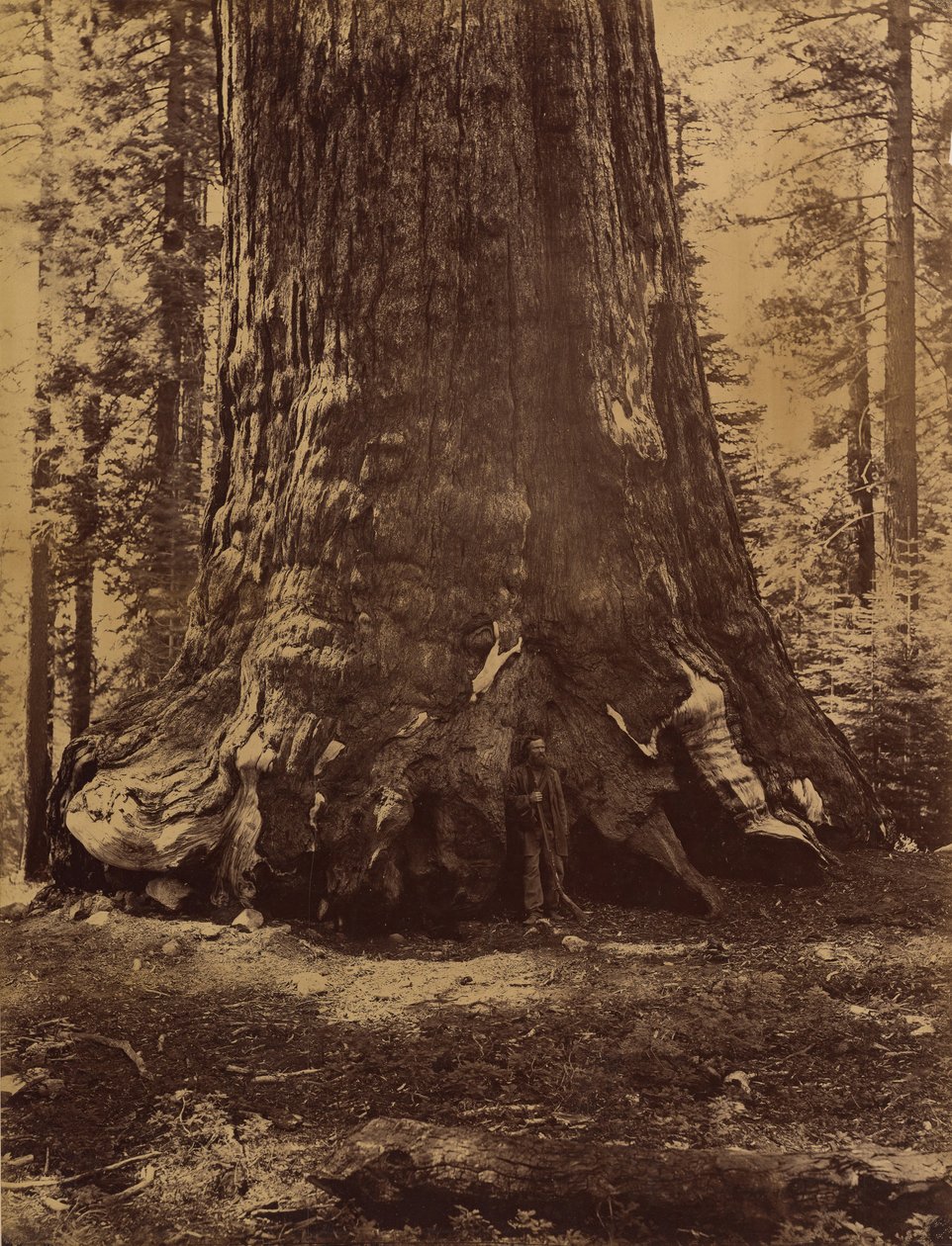 Sekce Grizzly Giant s Galenem Clarkem, Mariposa Grove, Yosemite, 1865-66. od Carleton Emmons Watkins