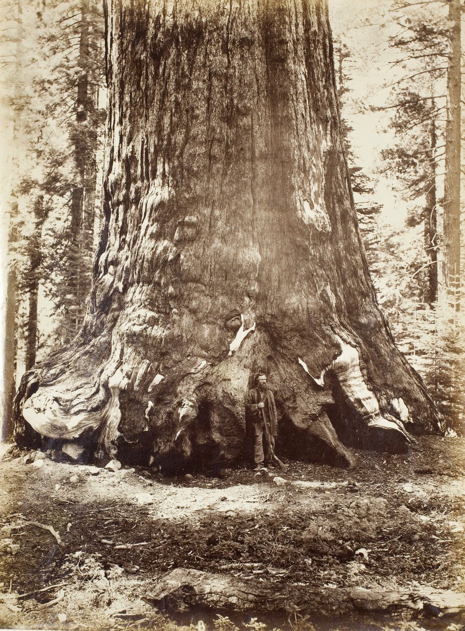 Sekce obra grizzly s Galenem Clarkem, Mariposa Grove, Yosemite, 1865-66 od Carleton E. Watkins