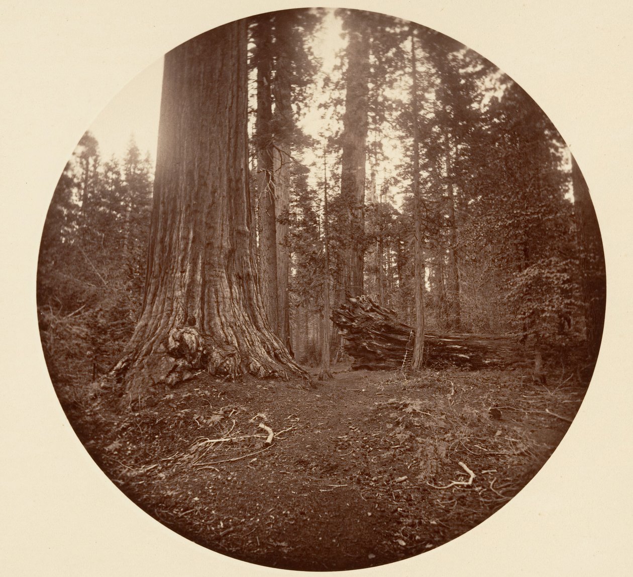 Otec lesa - C. Grove, ca. 1878. od Carleton Emmons Watkins