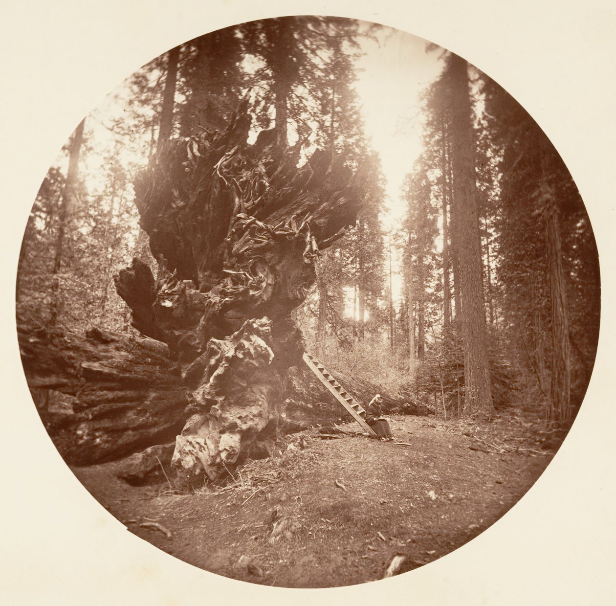 Otec lesa - strana hřbetu koně. Calaveras Grove, ca. 1878. od Carleton Emmons Watkins