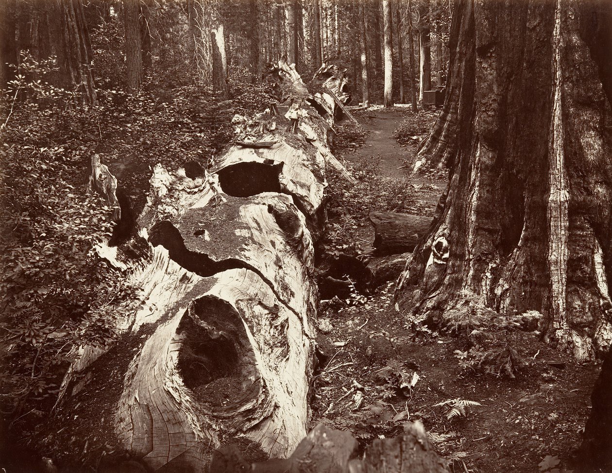 Otec lesa, obvod 112 stop, Calaveras Grove, 1865-66, tištěno ca. 1876. od Carleton Emmons Watkins