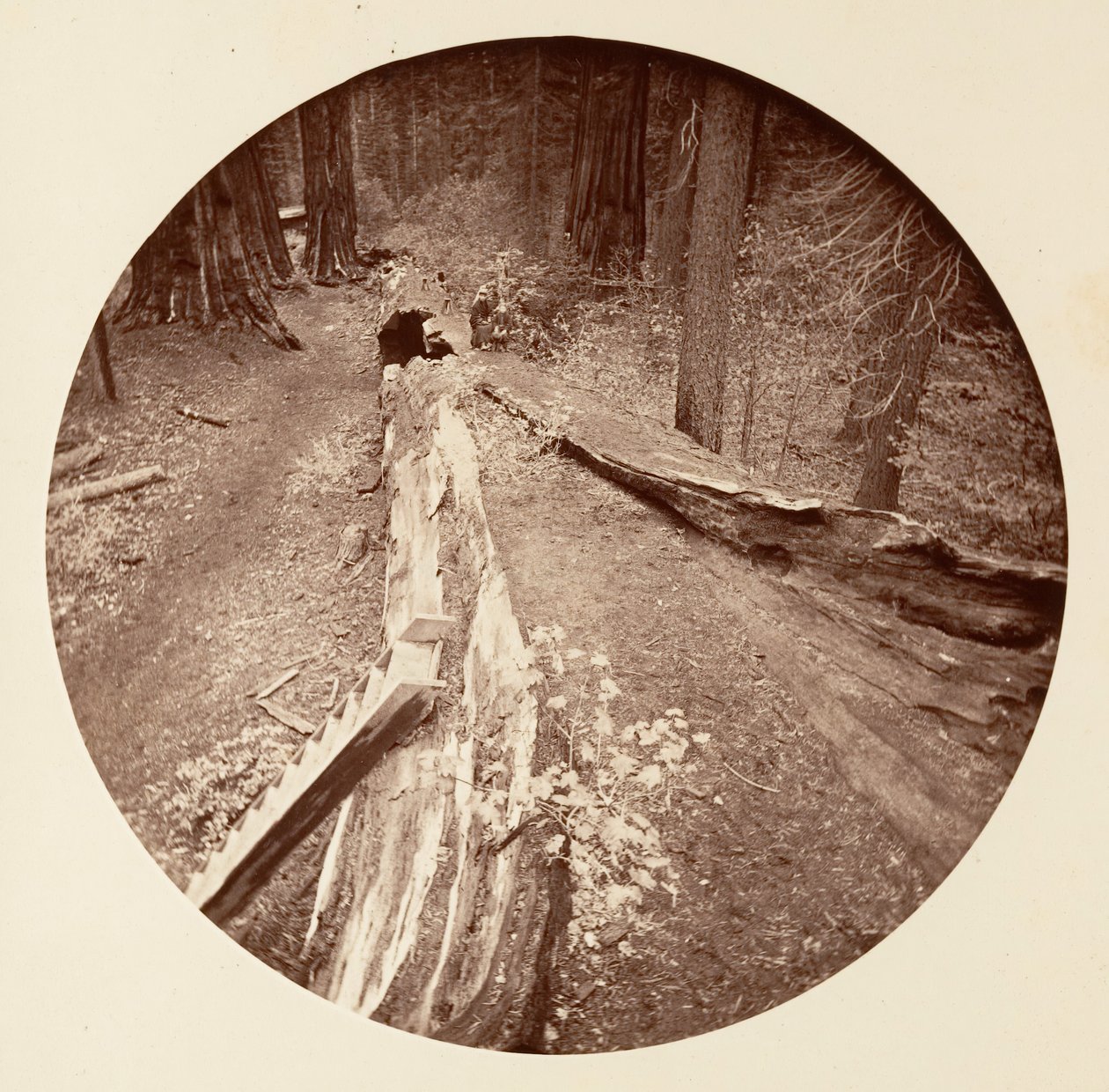 Otec lesa 450 Ft Long, C. Grove, ca. 1878. od Carleton Emmons Watkins