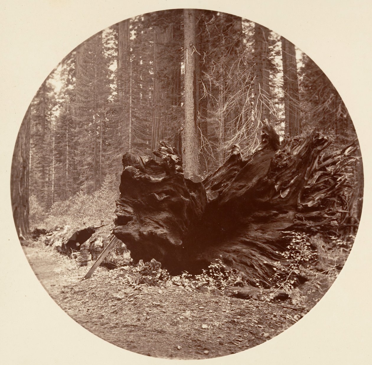 Otec lesa 450 stop C. Grove, ca. 1878. od Carleton Emmons Watkins