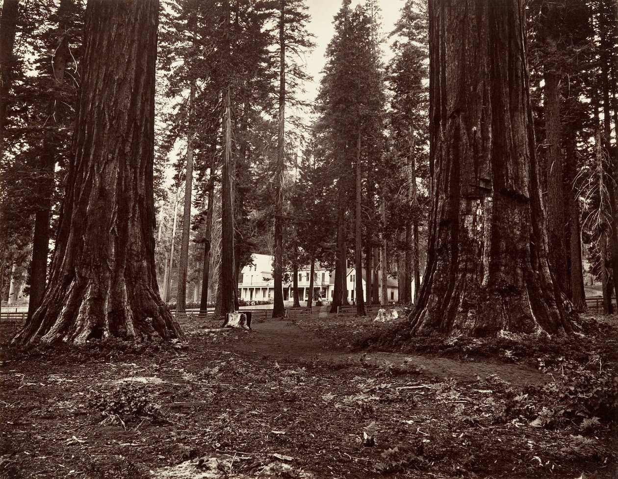 Hotel z Mammoth Grove, ca. 1872, vytištěno ca. 1876. od Carleton Emmons Watkins